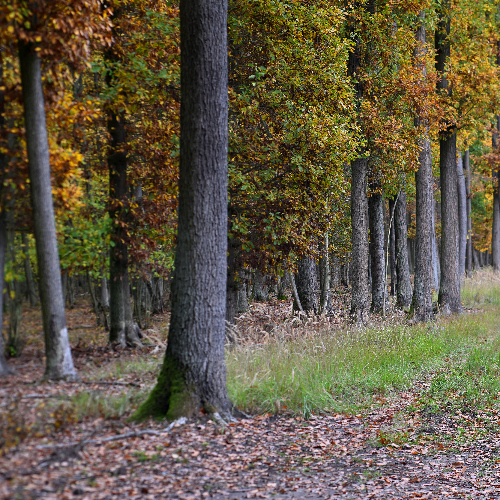 Comprehensive forestry services