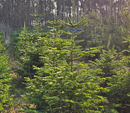 VÁNOČNÍ STROMKY - nejširší výběr z vlastních plantáží i dovozu